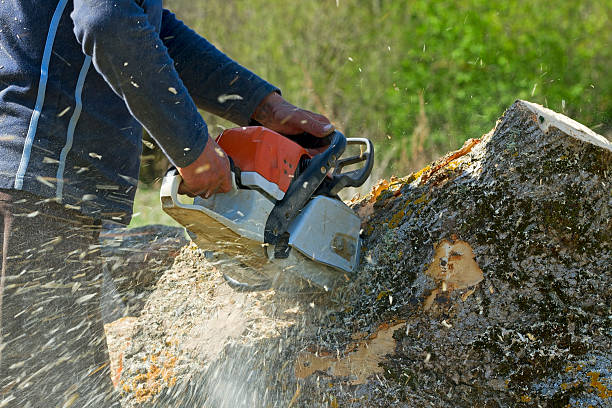 Best Stump Grinding Near Me  in Langdon, ND